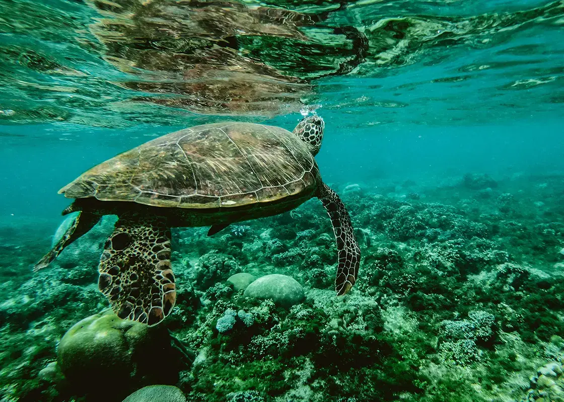 Turtle swimming in a plastic-free ocean