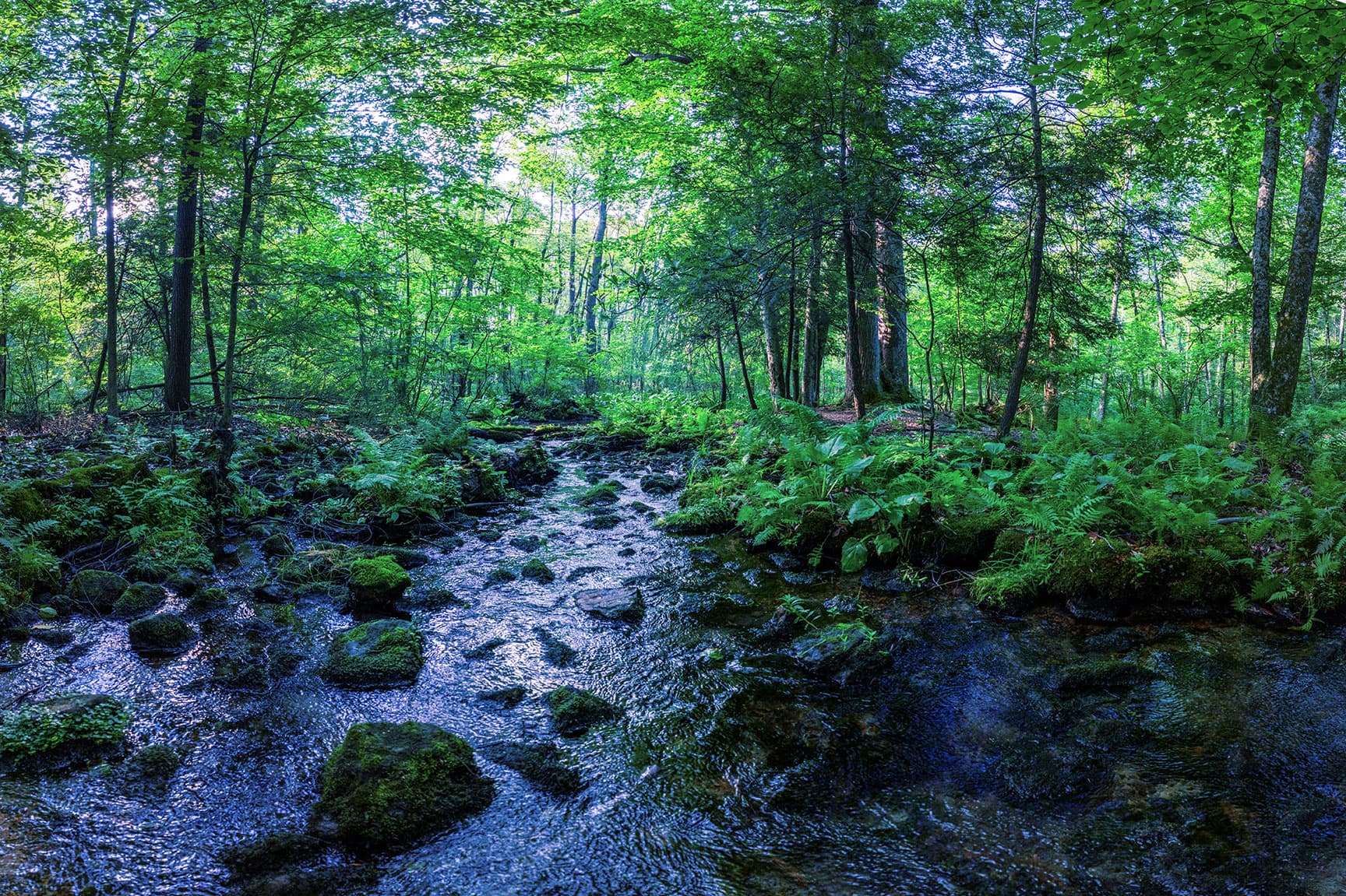 A serene forest scene with a gently flowing stream surrounded by lush green trees and ferns, under a canopy of bright green foliage.