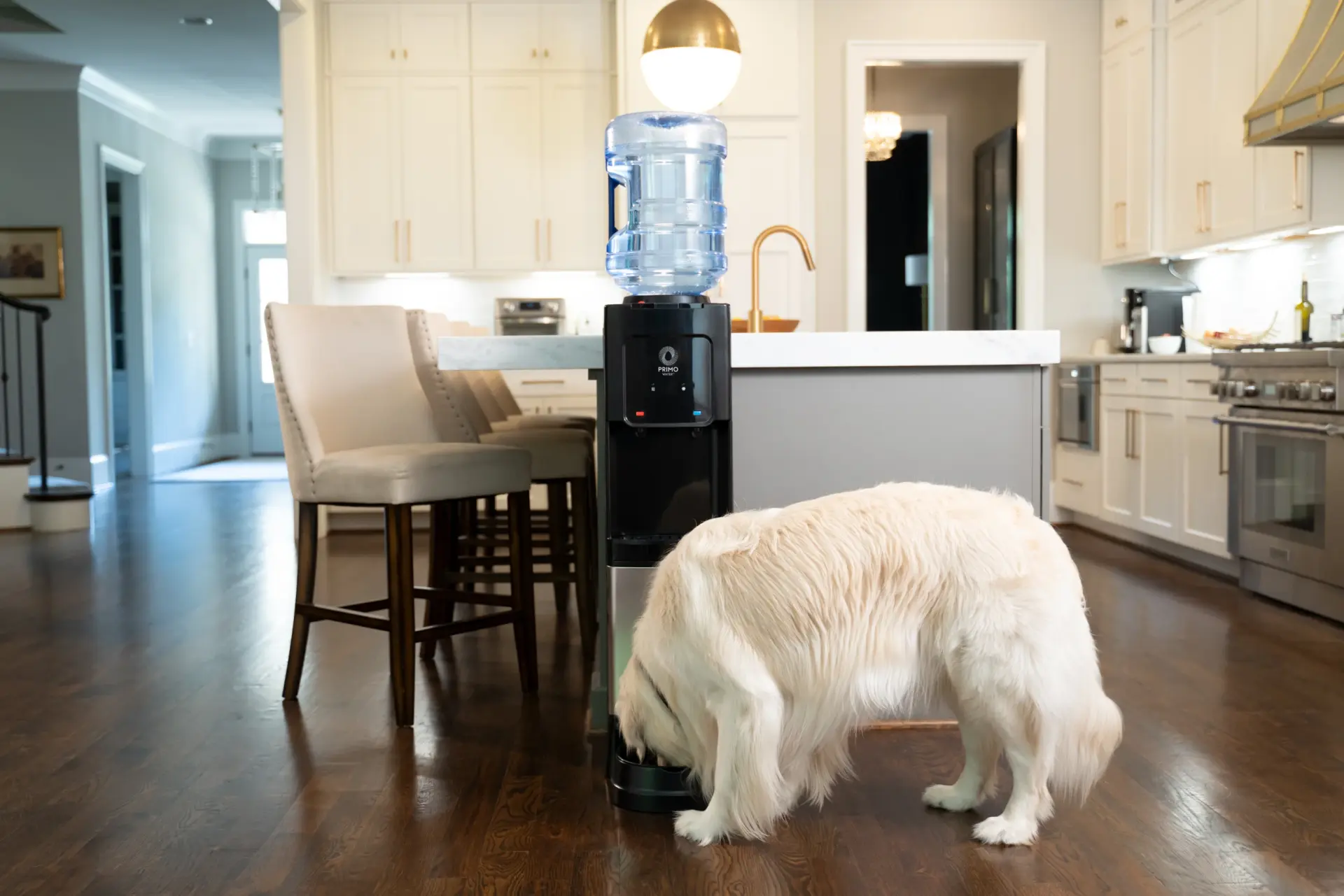 A large white dog drinks from a water dispenser in a modern kitchen with white cabinets and wooden floors.
