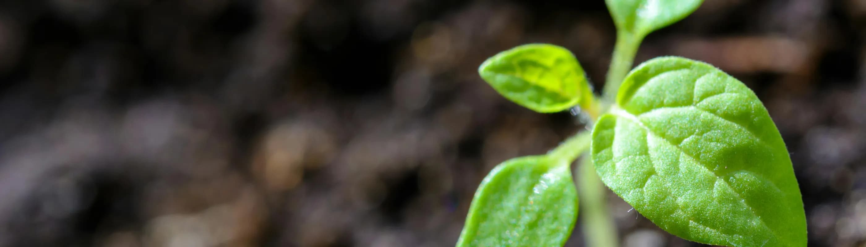 A plant growing - Primo Water Education - Water Community